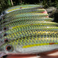 4.5" Viper Green Oama Papio Diver. Sold with hooks and hardware.