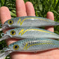 Limited 4.5" Kaiyo Viper Papio Diver.
