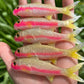 4" Hot Pink Strip Oama Softbait. Sold individually.