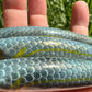 Limited 4.5" Kaiyo Viper Papio Diver.