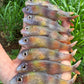 4" Moana Softbait.