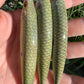 4.5" Viper ROCKER full UV Papio Diver Oama. Sold with hooks and hardware.