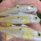4" Custom Oama Silver Top Soft bait. Sold Individually.